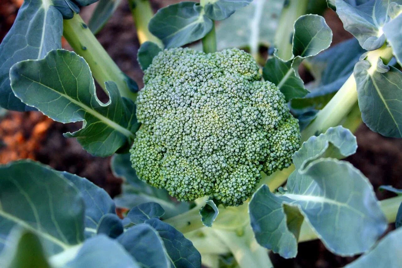 Organic Calabrese Broccoli Seeds - Non-GMO, Pesticide-Free, Home Garden, Brassica oleracea var. italica, 50 Pack