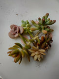 Assorted Succulent Cuttings - 6 Varieties for Propagation | Echeveria, Sedum & More
