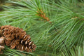 White Pine Tree Live Plant, Bare Root, Pinus strobus, 12+ Inches, Green Needles, Pyramidal Shape