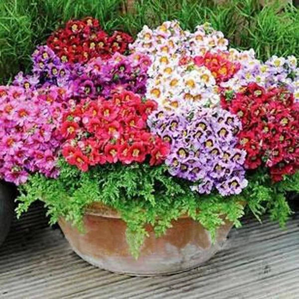 Schizanthus Butterfly Flower Seeds - Colorful Orchid-Like Blooms for Sunny Windows & Gardens - Schizanthus pinnatus Seed Pack