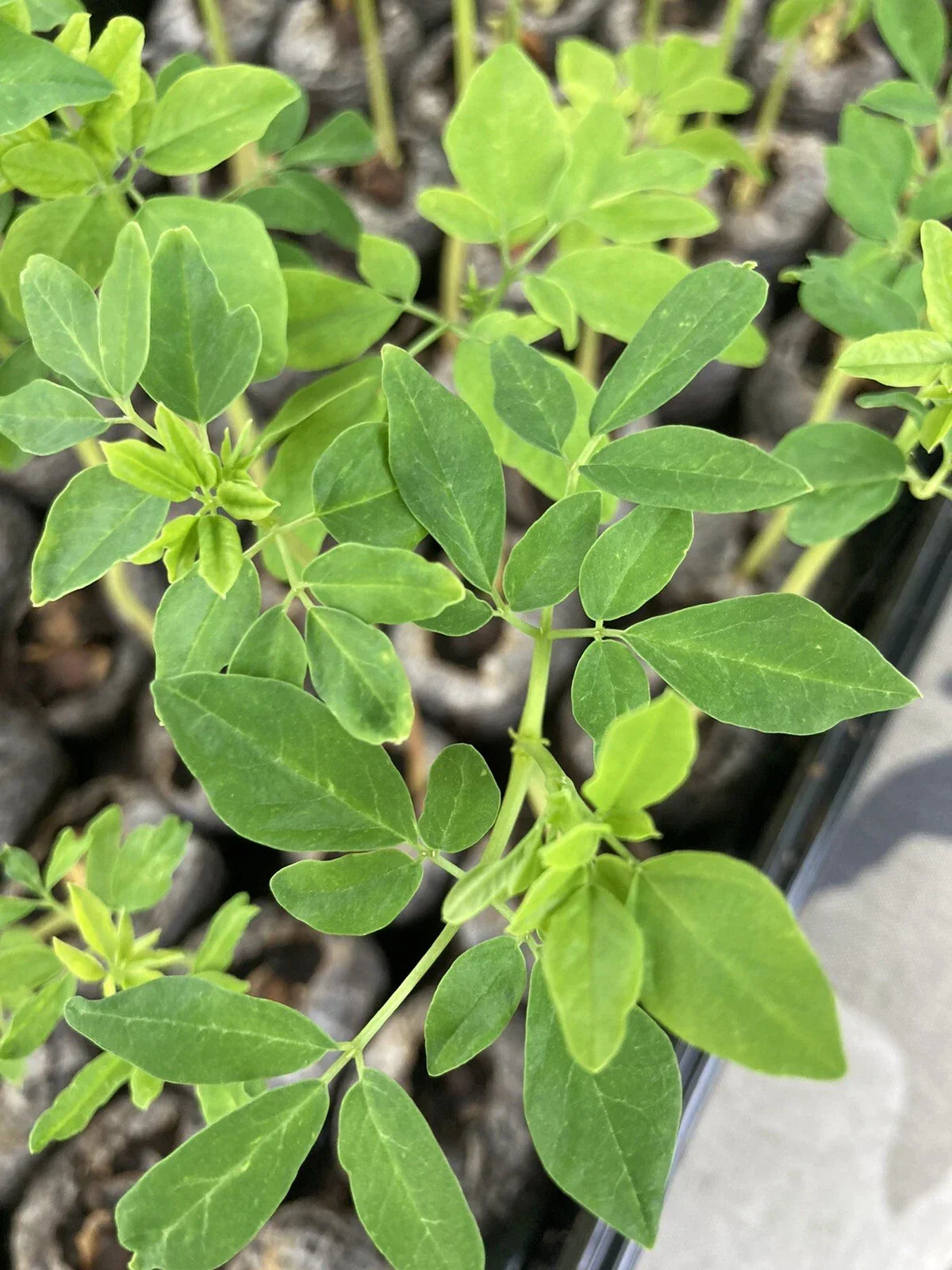 Moringa Oleifera Tree Cuttings 4-8 Inches Organic Planting Material, Nutrient-Rich, Fast-Growing, Sustainable Gardening
