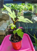Chicago Hardy Fig Tree - Self-Pollinating Ficus carica, Cold Hardy, 6-9 Inch Tall Live Plant