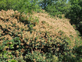 Cotinus Coggyria Smokebush Seeds - Brown Foliage, Ornamental Smoke Tree Seeds for Garden, Easy to Grow, Pollinator Attracting, 20 Pack