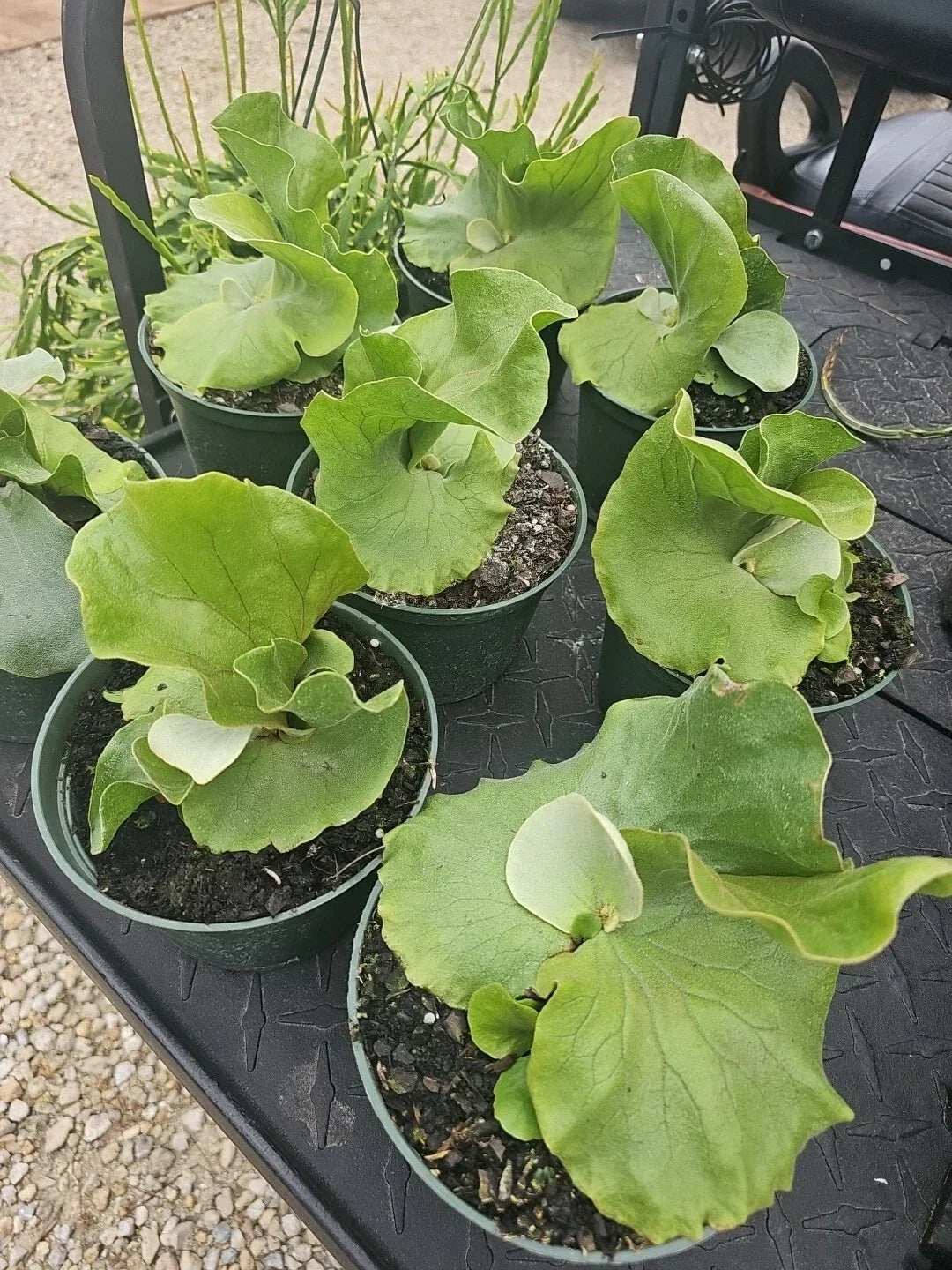 Staghorn Fern Plant - Platycerium Elephantotis - Live Green Houseplant - Epiphytic Fern for Indoor & Outdoor Display