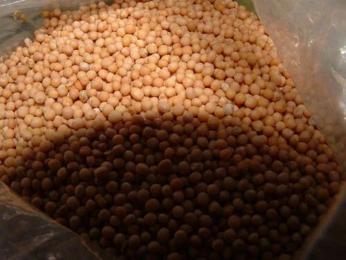 White Mustard Seed - 4 Oz Non-GMO Sinapis Alba for Microgreens and Planting