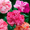Picotee Mix Carnation Seeds – 200+ Dianthus caryophyllus Annual for Garden & Container Planting