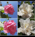 Cotton Rose Cuttings - Color-Changing Flowers - Hibiscus mutabilis - Live Plant Propagation for Garden, Container, or Border