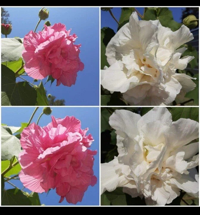 Cotton Rose Cuttings - Color-Changing Flowers - Hibiscus mutabilis - Live Plant Propagation for Garden, Container, or Border
