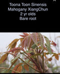 Toona Sinensis Mahogany XiangChun Bare Root Plant - 2 Year Old, 1-2 ft Tall, Fast Growing Tree