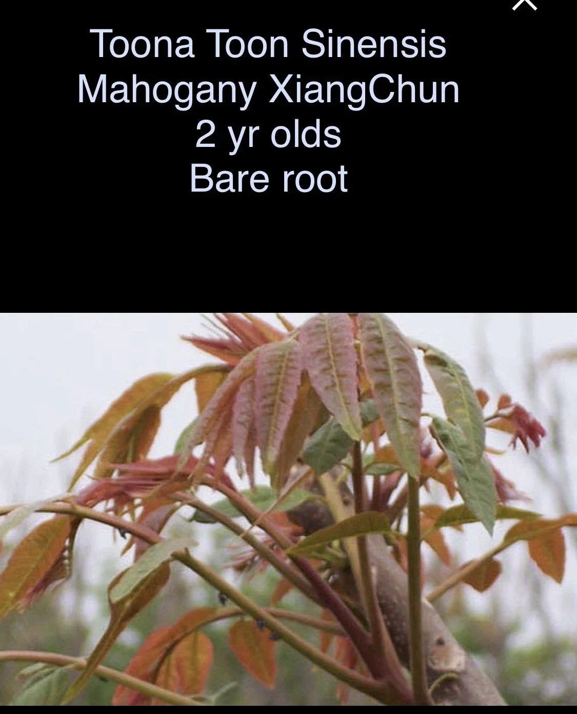Toona Sinensis Mahogany XiangChun Bare Root Plant - 2 Year Old, 1-2 ft Tall, Fast Growing Tree