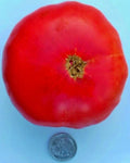 Mortgage Lifter Tomato Seeds - Heirloom Solanum lycopersicum - 25 Fresh Seeds for Home Garden & Canning