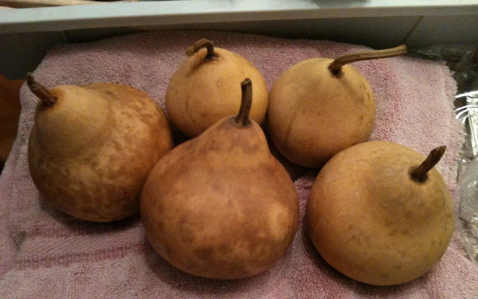 Small Apple Gourd Seeds – Cucurbita pepo – Decorative & Crafting Gourds – Vining Annual Plant Seed Packet