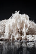 White Willow Tree Cutting with Silver Leaves, Salix alba, Deciduous, Grow Your Own Shade Tree