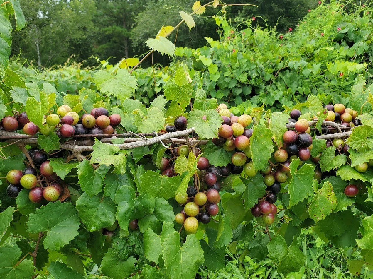 Muscadine Grape Plant Live Rooted Starter Vitis rotundifolia Self-Pollinating Medium Purple Black Fruit Zones 7-11