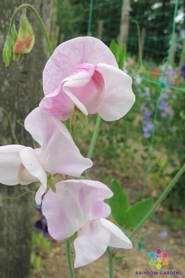 Enigma Sweet Pea Seeds 50 Pack | Fragrant Climbing Flower | Lathyrus odoratus | Garden Planting Supplies