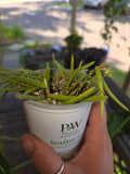 Hoya Linearis Starter Plant – Trailing Indoor Houseplant, Easy Care Succulent, Rooting Well, Hoya linearis