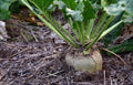 Heirloom Sugar Beet Seeds 500+ Non-GMO Beta vulgaris for Cooking, Baking & Wildlife Attracting