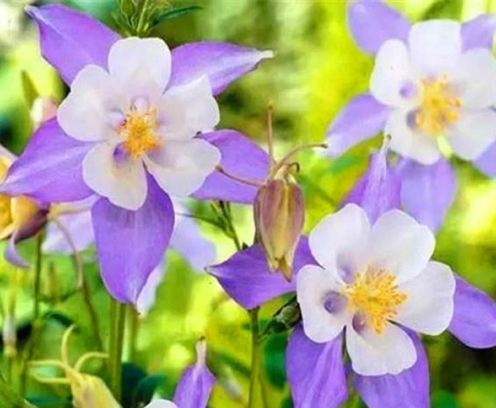 Blue Columbine Seeds - Perennial Flower Seeds for Garden Planting - Aquilegia caerulea, 100+ Seeds