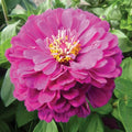 Purple Zinnia Seeds - Over 100 Purple Prince Flower Seeds - Zinnia elegans - Annual, Full Sun, Easy to Grow