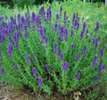 Hyssop Seeds 300+ Heirloom Non-GMO Herb for Garden, Aromatic Perennial, Hyssopus officinalis