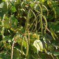 Mississippi Silver Hull Cowpea Seeds - Southern Silverskin Variety - High Yielding Legume Seeds for Garden Planting