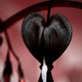 Black Bleeding Heart Seeds - 25 Perennial Flower Seeds Lamprocapnos spectabilis 'Black' for Shade Gardens