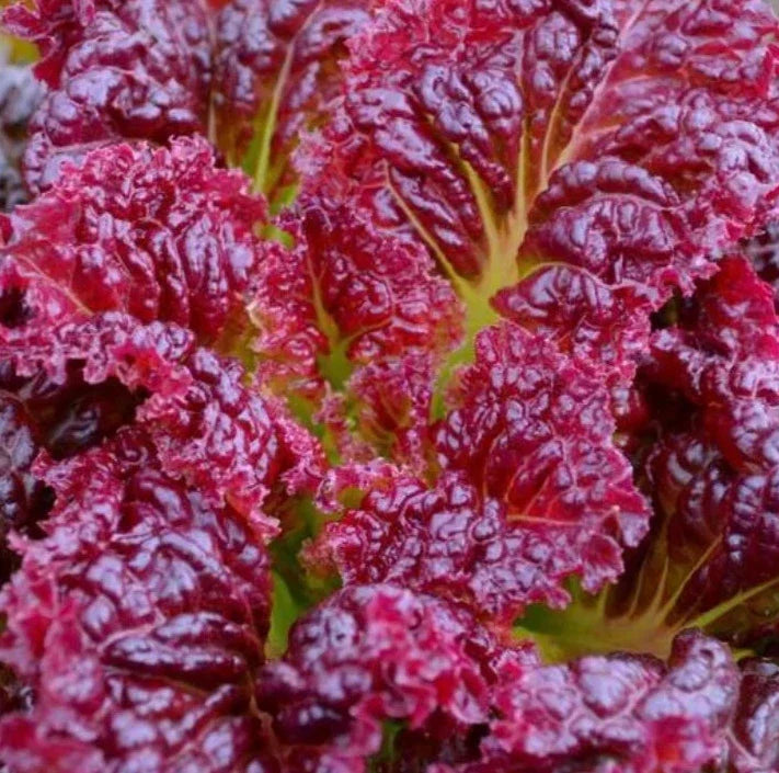 Red Salad Bowl Lettuce Seeds - 1000+ Lactuca sativa Cool Weather Vegetable Garden, Loose-Leaf, Edible Greens