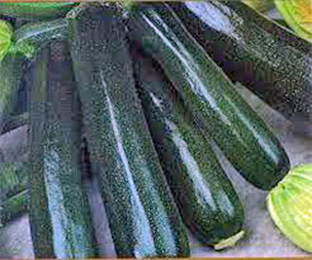 Black Beauty Zucchini Seeds 100 Non-GMO Cucurbita pepo Heirloom, Dark Green, Bush Type, Full Sun