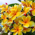 Plumeria Seeds - 5 Bright Yellow Hawaiian Flowers - Perennial Tropical Plant - Plumeria rubra Seeds for Garden & Landscaping