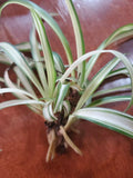 Variegated Airplane Spider Plant Rooted Start - Chlorophytum comosum 'Variegatum' - Indoor Houseplant