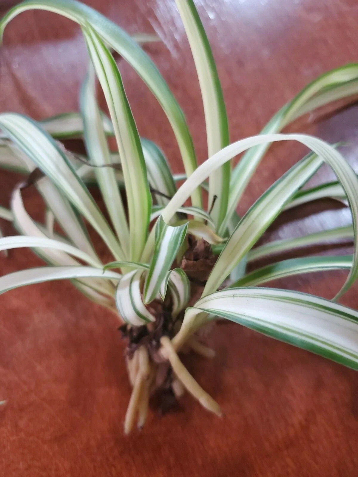 Variegated Airplane Spider Plant Rooted Start - Chlorophytum comosum 'Variegatum' - Indoor Houseplant