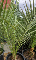 Medjool Date Palm Tree in 7-Gallon Pot | Phoenix Dactylifera Indoor/Outdoor Plant | 12+ Year Old Live Tree