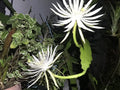 Epiphyllum oxypetalum White Flower Orchid Cactus Cuttings Bundle of 8 Succulents for Indoor Garden