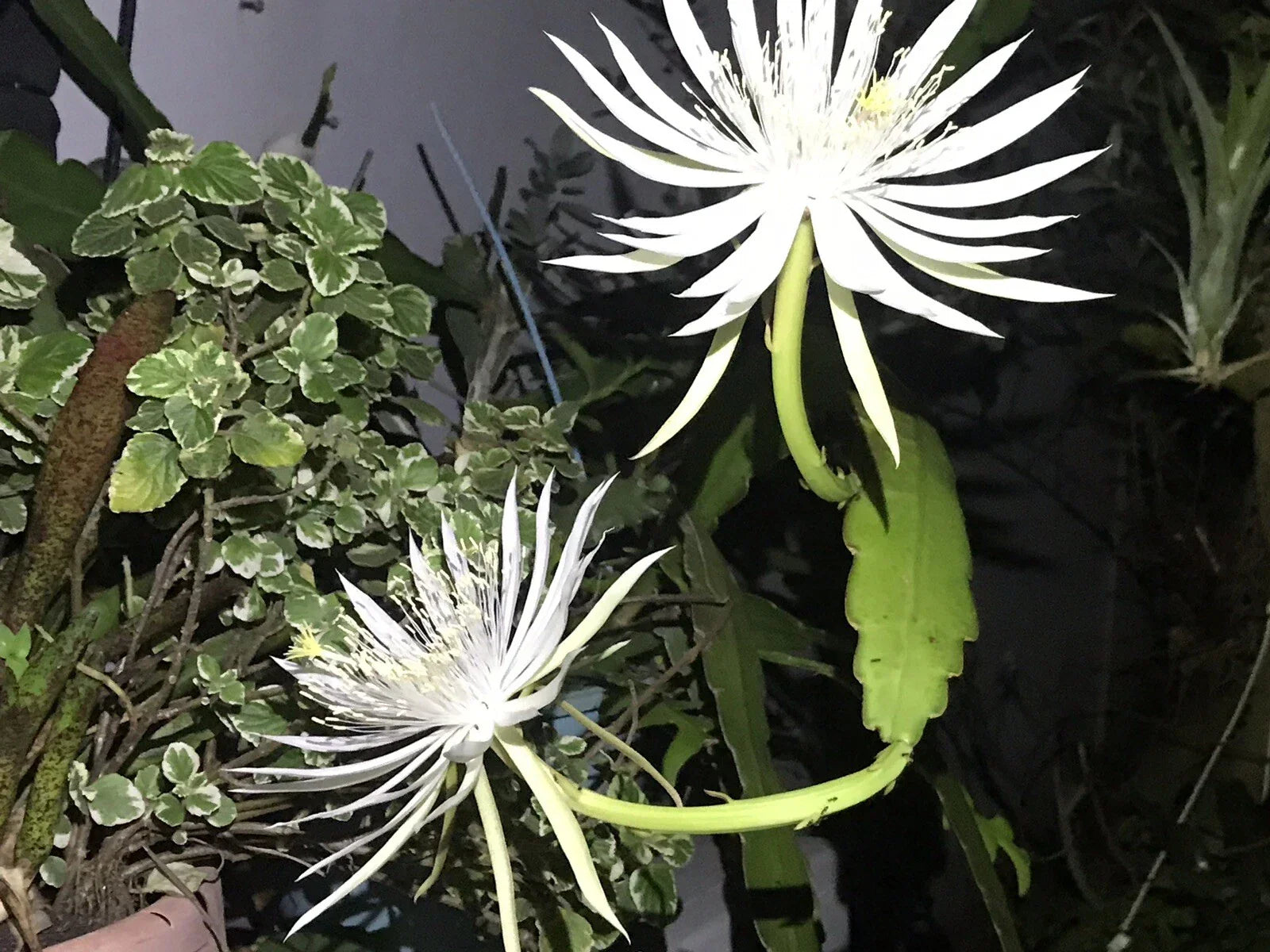 Epiphyllum oxypetalum White Flower Orchid Cactus Cuttings Bundle of 8 Succulents for Indoor Garden