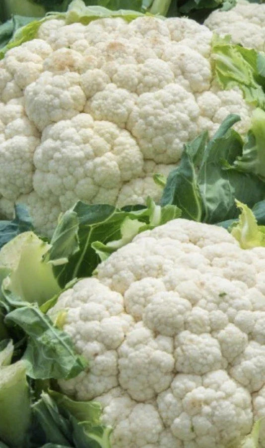 Cauliflower Seeds 1,000 Count - Snowball Self Blanching Brassica oleracea var. botrytis for Home Garden, Organic, Non-GMO