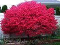 Dwarf Burning Bush Bare Root Plants 10 Pack Euonymus alatus Compact Red Foliage Autumn Landscaping