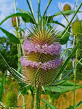 Purple Teasel Seeds 100 Pack - Dipsacus fullonum Perennial Wildflower Garden Plants, Attracts Pollinators