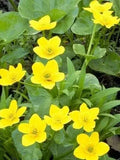 Yellow Swamp Marigold Seeds - Bidens Aristosa Mutica Flower Seeds for Wetland Gardens, 100 Pack
