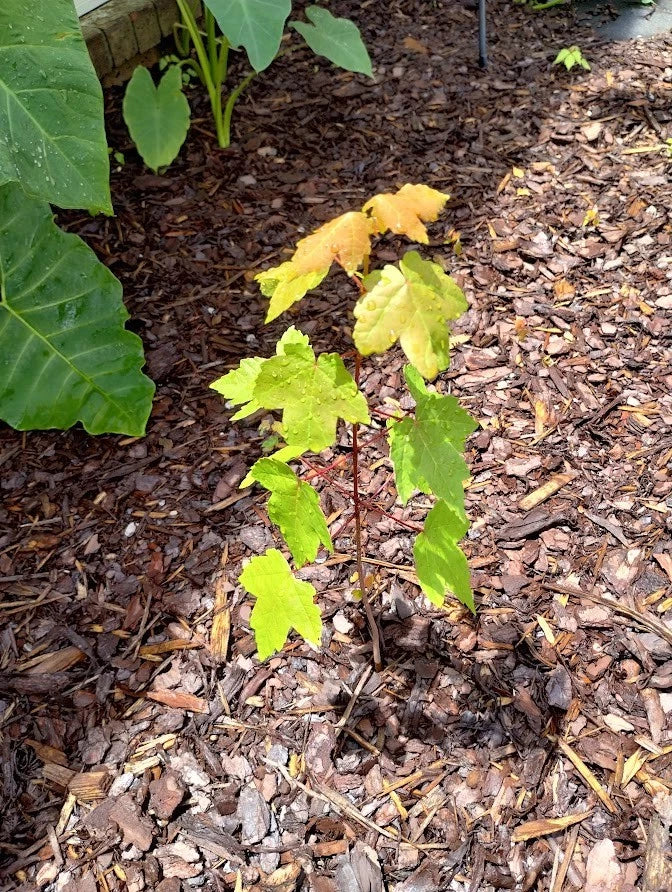 Sunset Maple Tree Seedlings Bare Root 4-6 Inches Acer rubrum 'Sunset' for Shade & Garden Landscaping