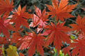 Korean Maple Seeds - Acer pseudo-sieboldianum - Pack of 25 - Ornamental Tree Seeds for Landscaping and Garden Decor
