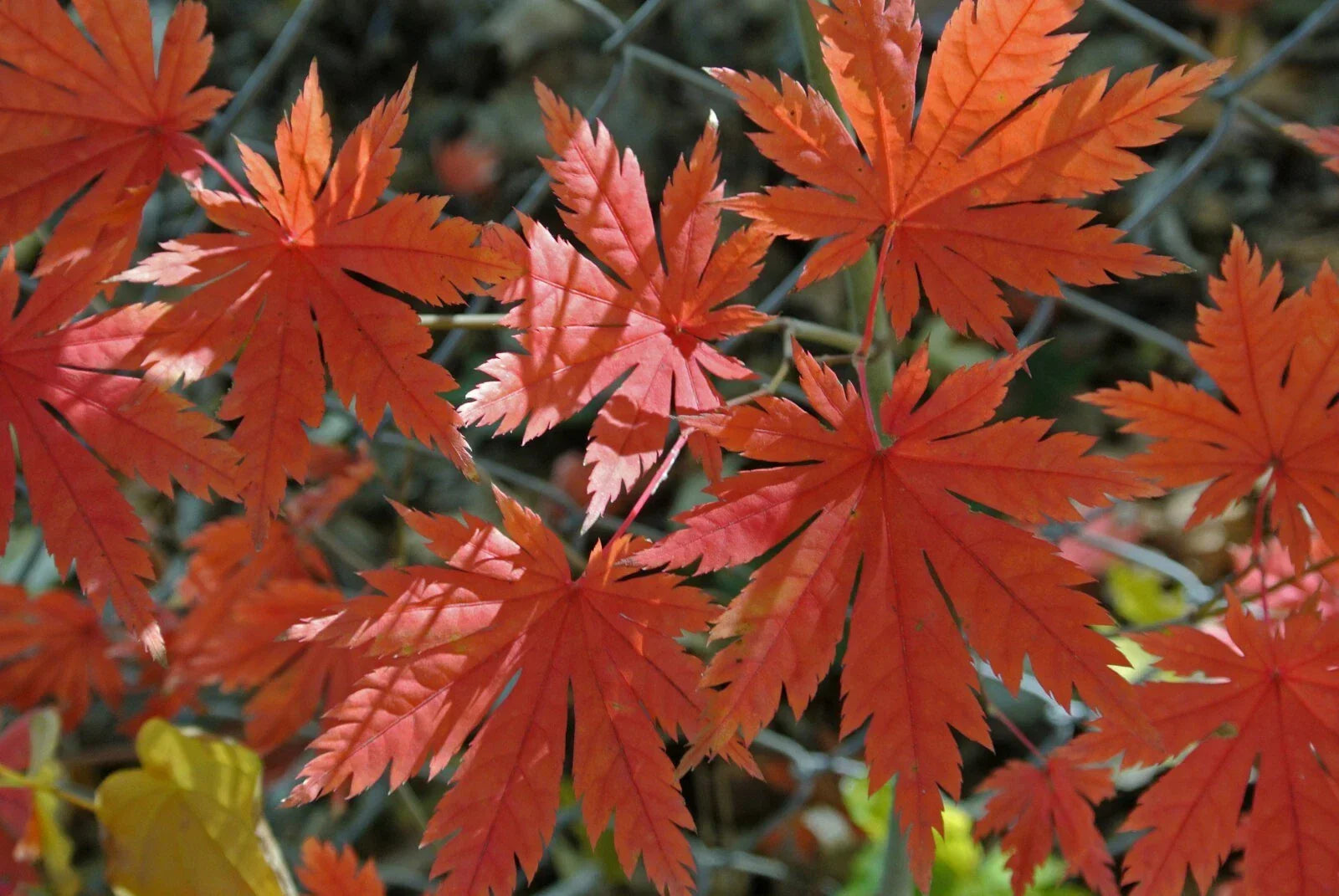 Korean Maple Seeds - Acer pseudo-sieboldianum - Pack of 25 - Ornamental Tree Seeds for Landscaping and Garden Decor