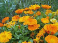Calendula Seeds Pack 500+ | Vivid Golden Flowers | Calendula officinalis Annual for Garden, Pollinators & Edible Blooms