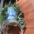 Lifesaver Cactus Huernia Zebrina Live Rooted Succulent in 3-Inch Pot for Indoor or Outdoor Decor