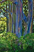 Rainbow Eucalyptus Seeds - 50 Pack, Eucalyptus deglupta, Perennial Tree Seeds for Garden, Multicolored Bark, Fragrant Flowers, US Seller