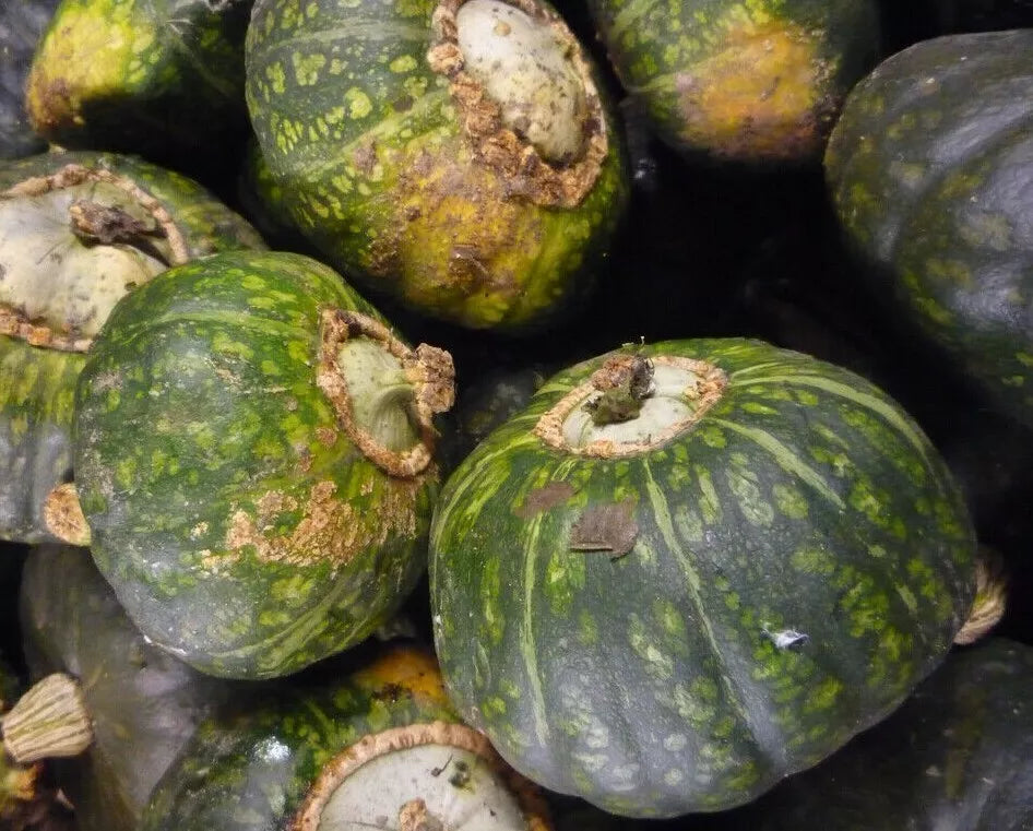 Buttercup Squash Seeds - 15+ Winter Vegetable Seeds Cucurbita maxima for Home Garden, Vining Plant