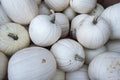 Blanco White Pumpkin Seeds - 10 Seeds for Planting, White Jack-O-Lanterns, Cucurbita pepo, Decorative & Culinary Use