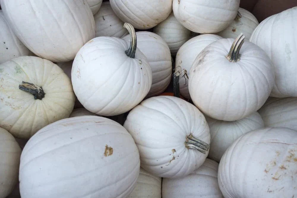 Blanco White Pumpkin Seeds - 10 Seeds for Planting, White Jack-O-Lanterns, Cucurbita pepo, Decorative & Culinary Use