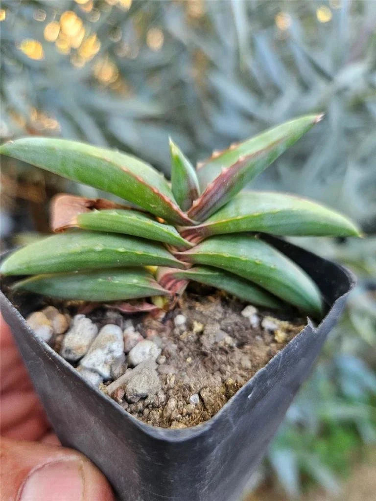 Aloe Pearsonii Small Rooted Cutting - Succulent Plant for Indoor Gardening, Rosette Shape, Aloe vera Variety