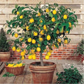 Live Edible Lemon Tree Seedling Citrus limon 3-inch Compact Plant for Landscaping & Container Gardening
