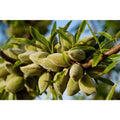 All-In-One Almond Tree 3 Ft. Bare Root Self Pollinating Prunus dulcis